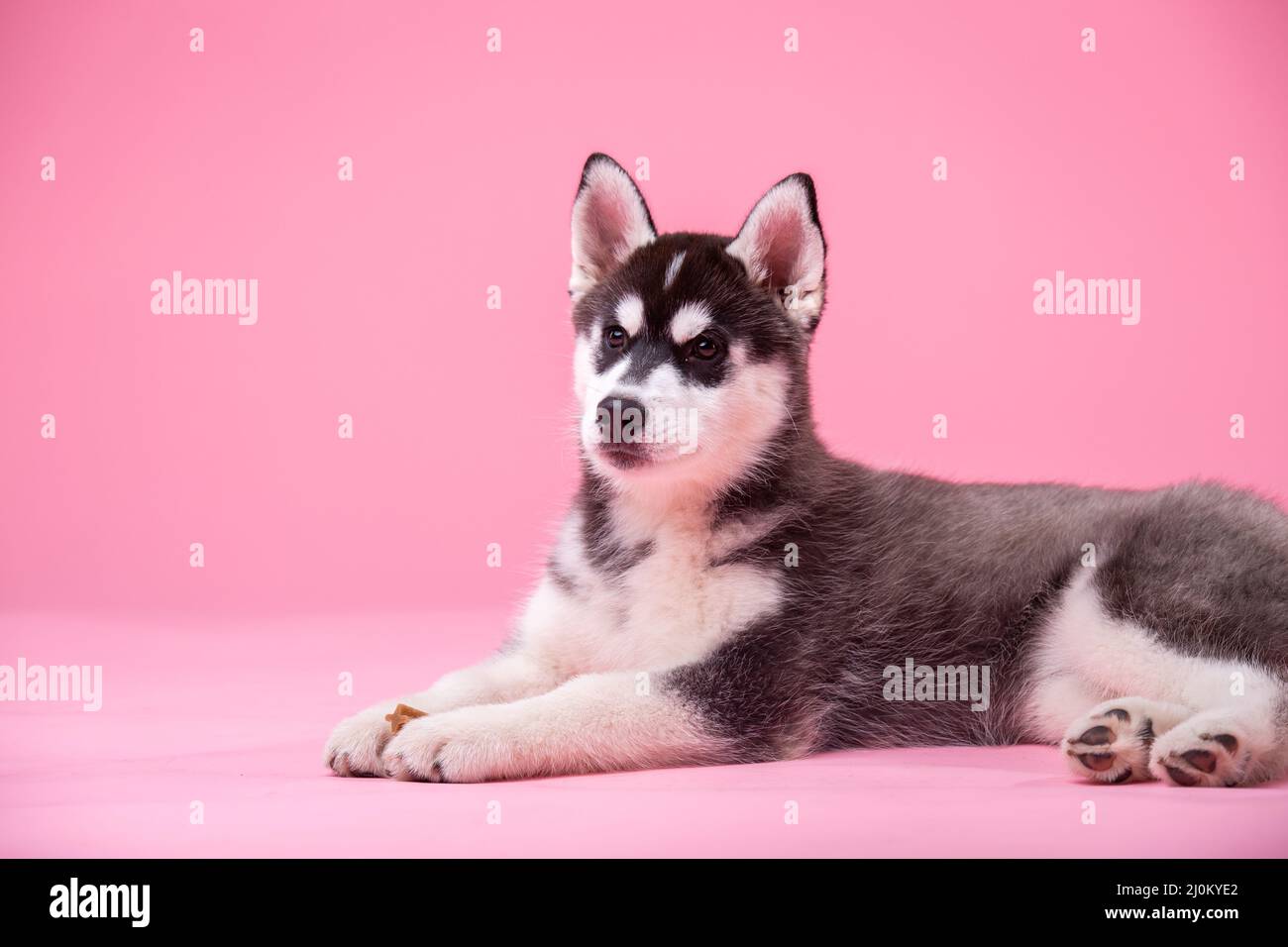 Pets theme studio shot. A teenager female dog of the Siberian Husky breed on a pink background. Funny black and white dog less t Stock Photo