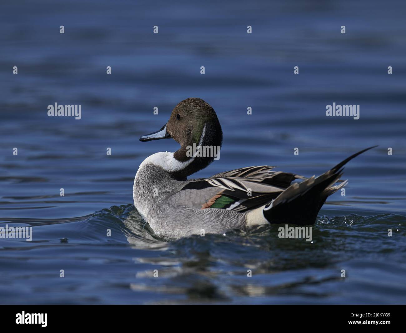 Pintail Duck Stock Photo