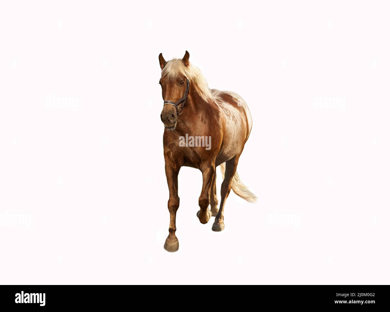 Fat brown horse with a light mane trots Stock Photo