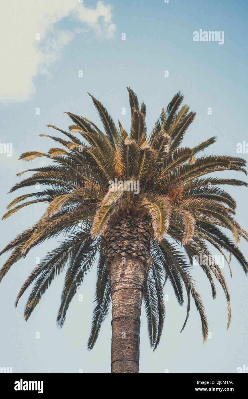 Low angle of a tall palm tree gleaming under the cloudy blue sky Stock ...