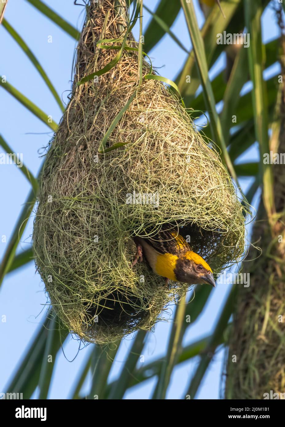 Baya weaver bird in its nest hanging from the tree branch in the wild Stock Photo