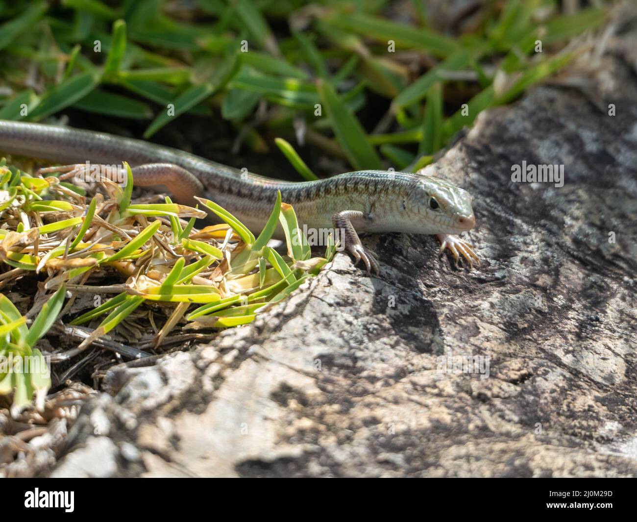 Beautiful skink on the rock hi-res stock photography and images - Alamy