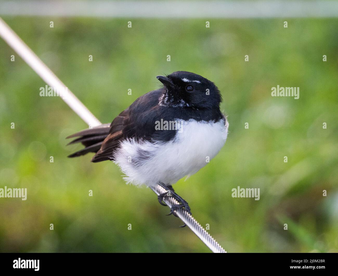 Largest australian fantail hires stock photography and images Alamy