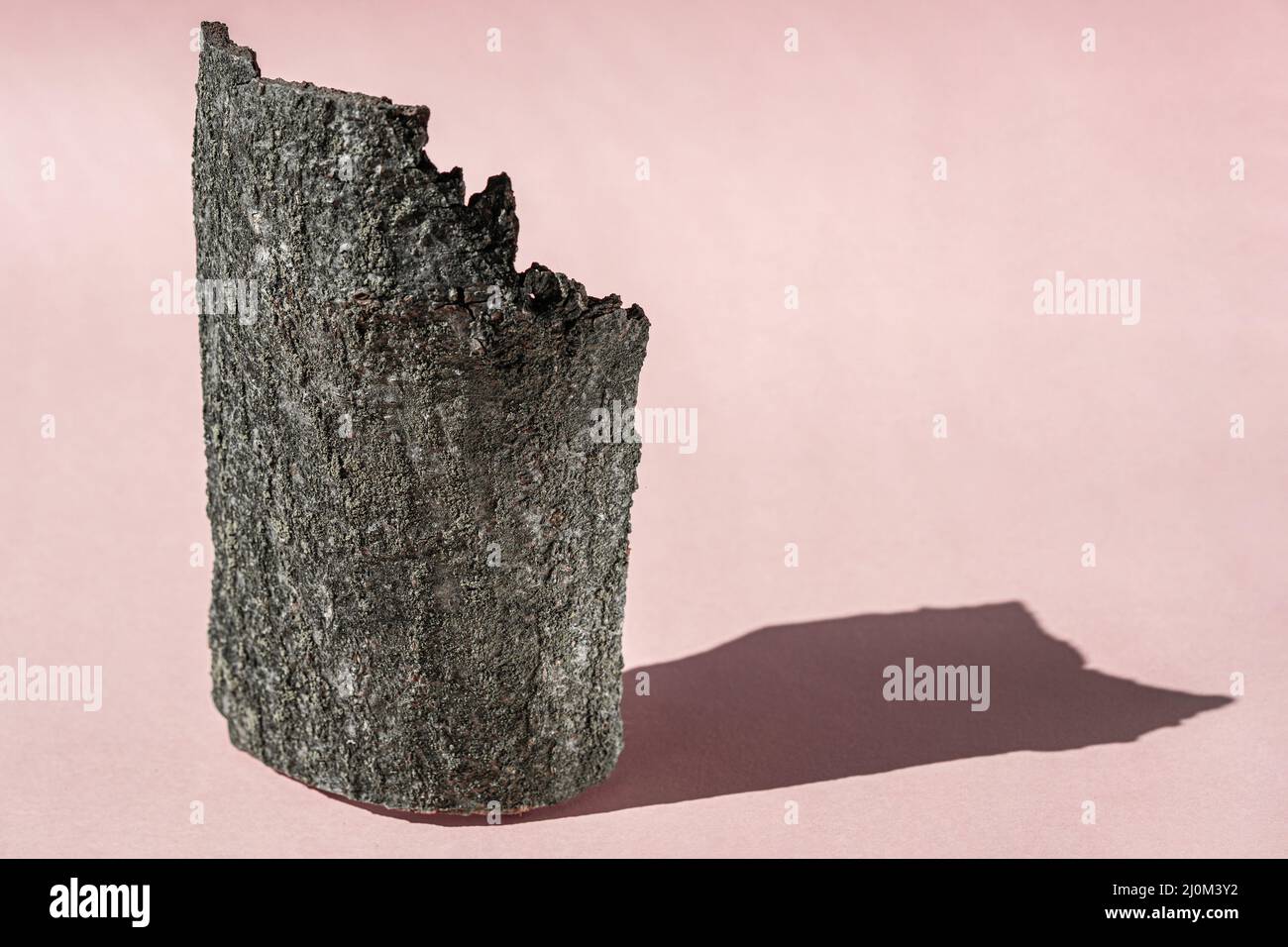 Pink background for cosmetic product presentation with shadows from sun. Backdrop with bark tree, display, mockup for product photography Stock Photo