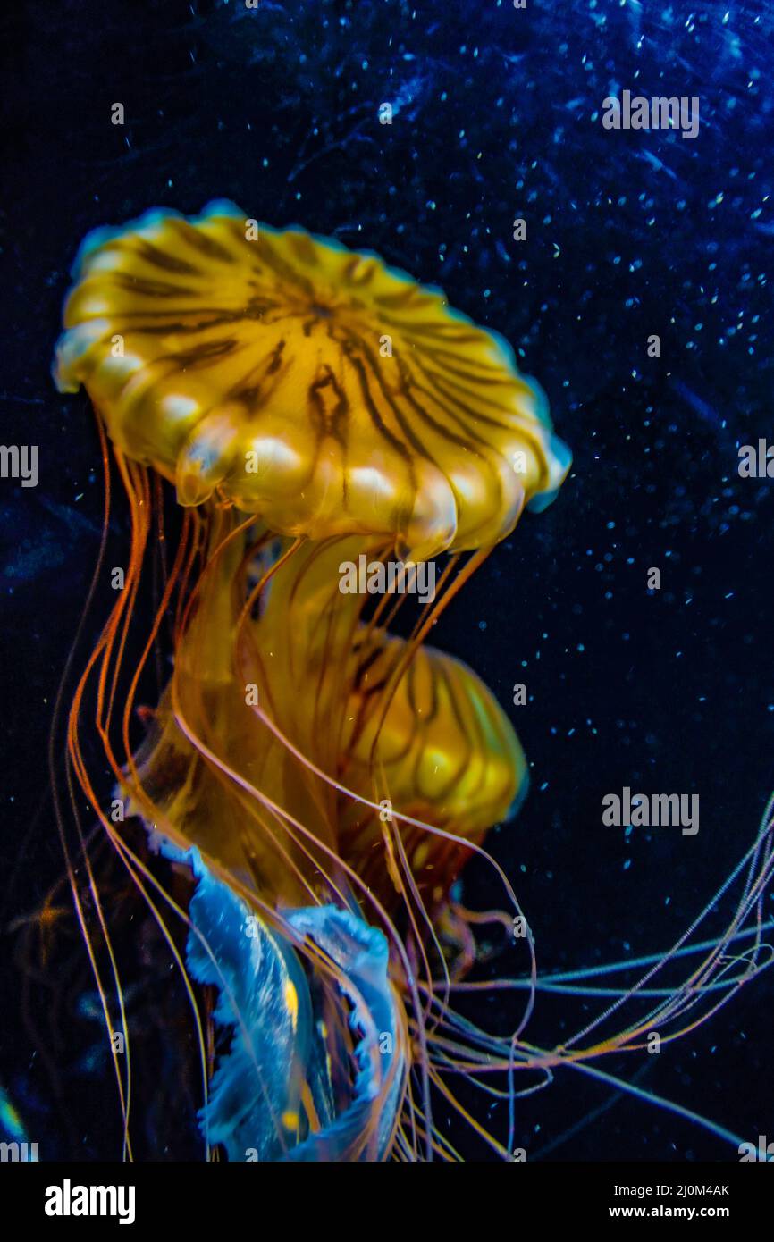 Image of jellyfish (poison jellyfish Stock Photo Alamy
