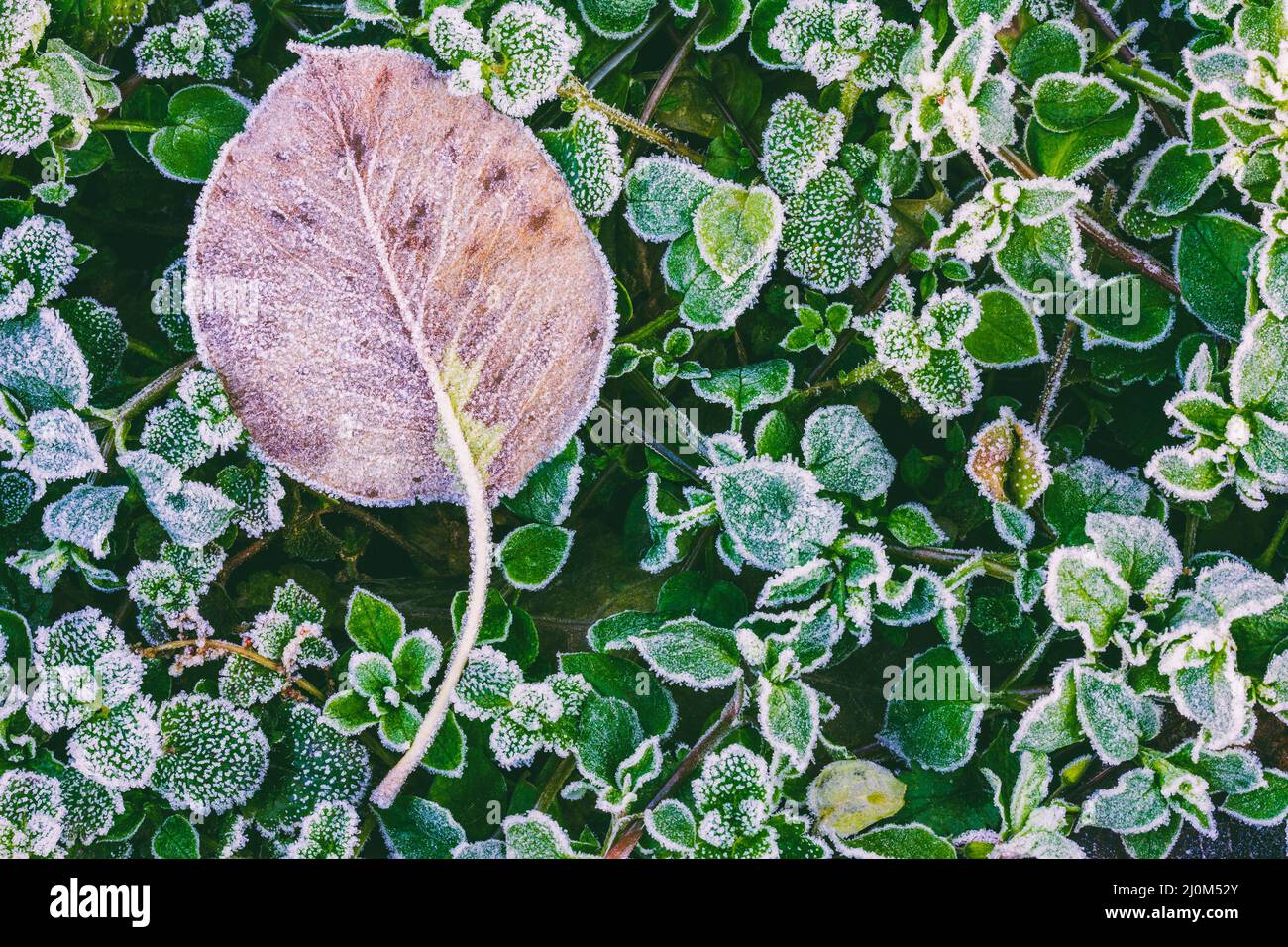 Dry autumn leaf on green leaves of grass covered rime in cold autumn morning Stock Photo