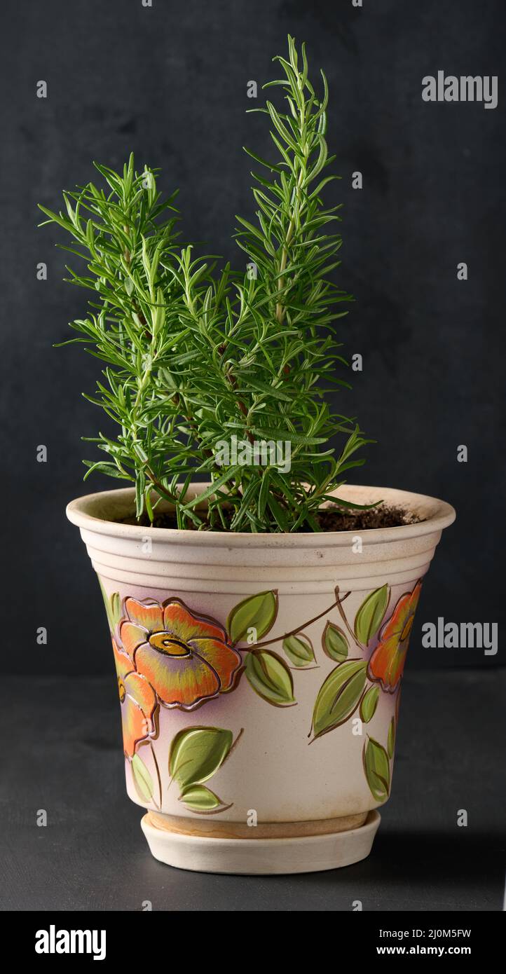 Growing rosemary bush in ceramic pot, spice on white table Stock Photo