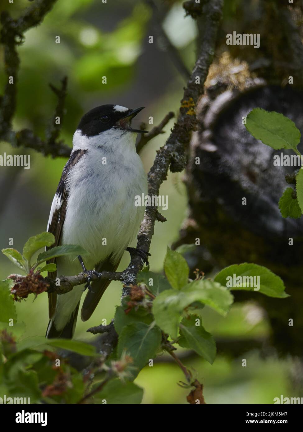Collared Flycatcher Stock Photo