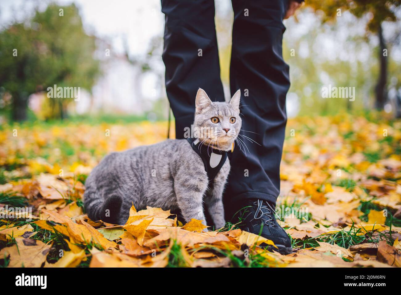 The topic is walking pets in nature. Close-up of leg and a cat on a sled in a park in yellow casts. A man with a cat on a leash Stock Photo