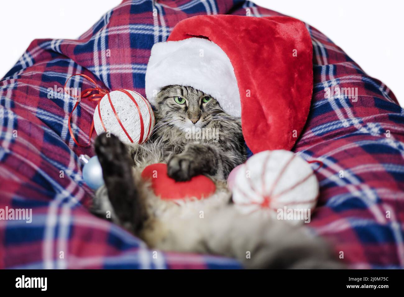 Christmas cat in a cozy plaid blanket. Santa cat with Christmas tree decorations. Festive cozy composition. The cat does not lik Stock Photo