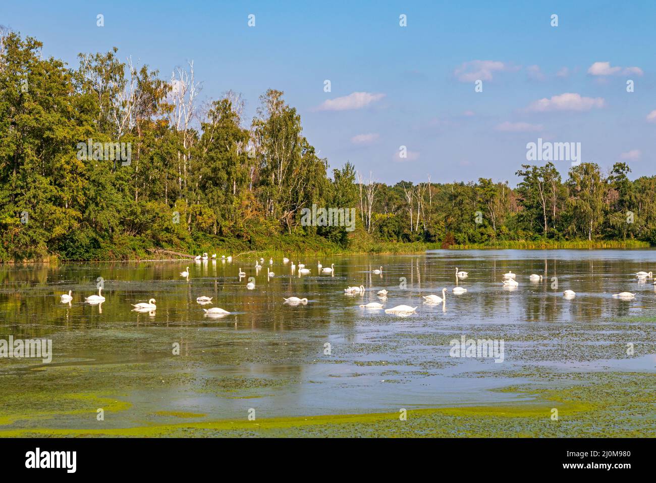 Swan Lake Stock Photo