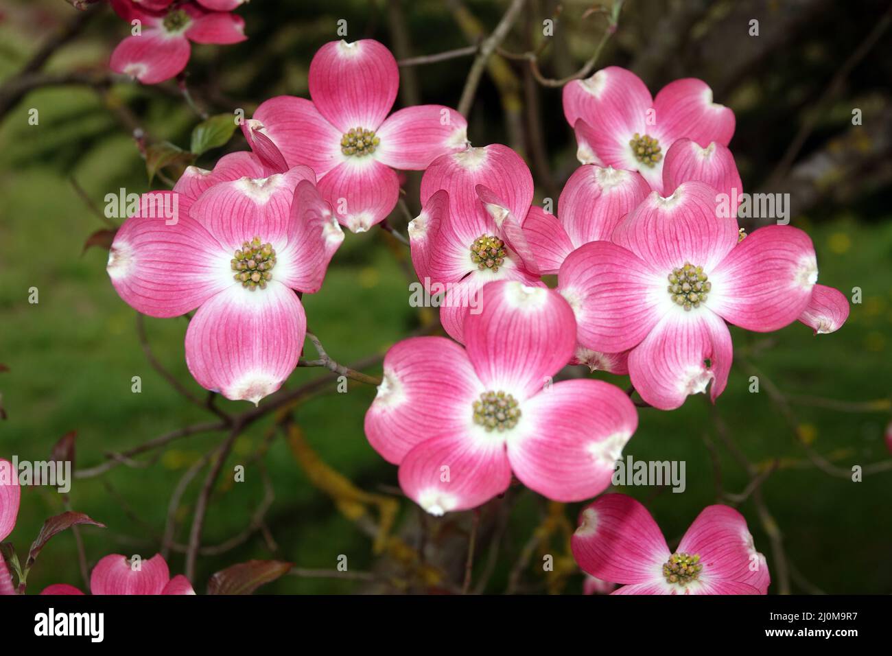 American flower dogwood Stock Photo Alamy