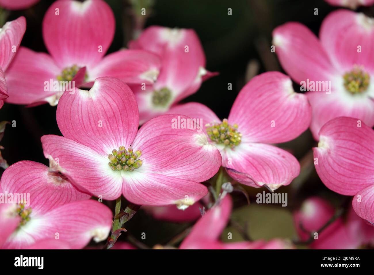 American flower dogwood Stock Photo Alamy