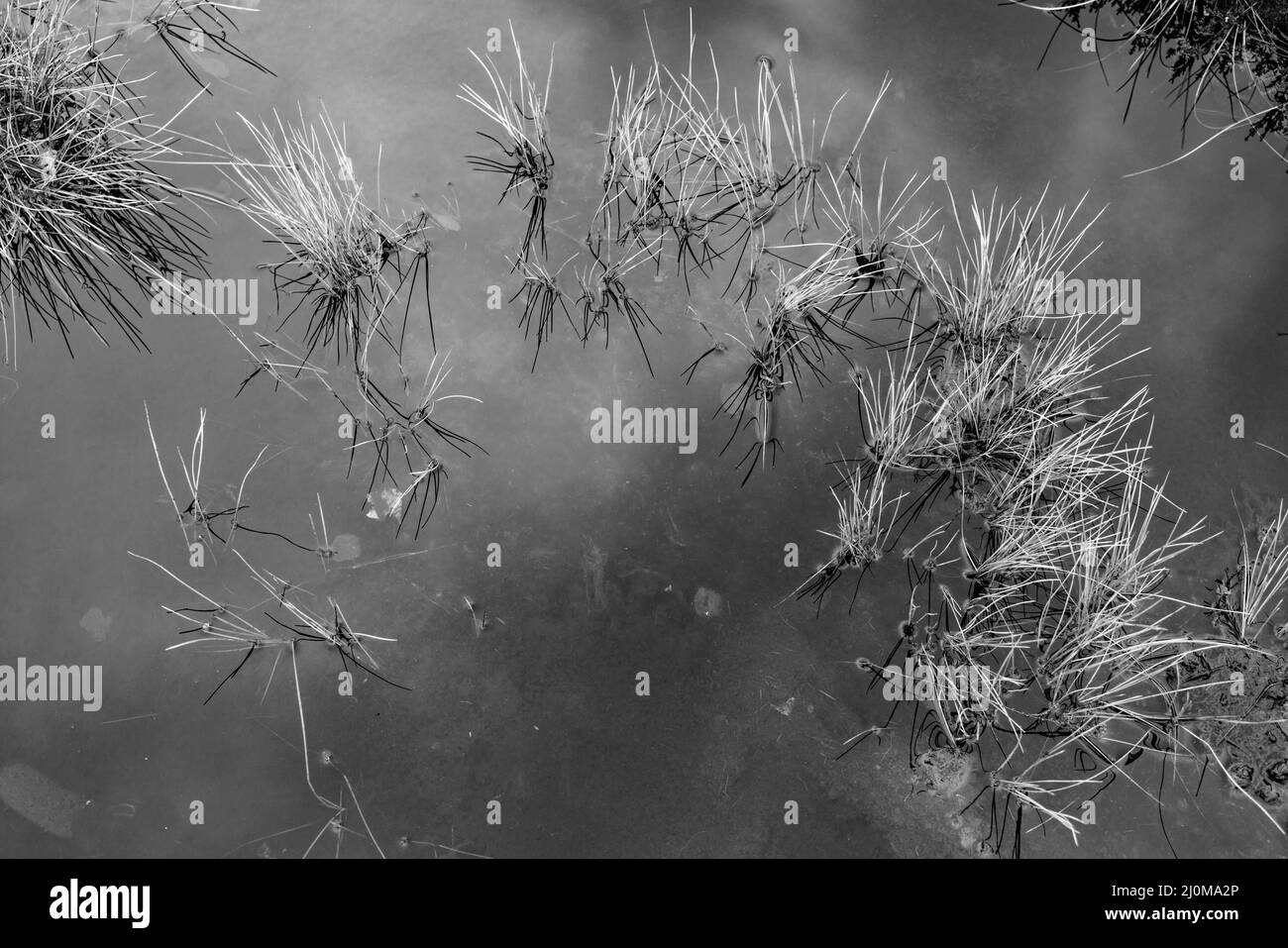 Swamp eye in the Black Moor in the RhÃ¶n Stock Photo Alamy