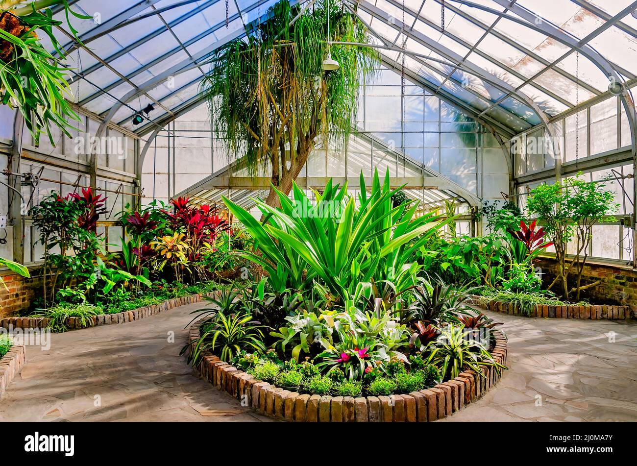 Plants grow in the Bellingrath Gardens conservatory, March 4, 2022, in Theodore, Alabama. The coal-heated hothouse was built in 1935. Stock Photo