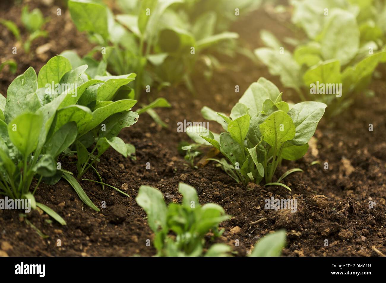High angle plants with green leaves Stock Photo