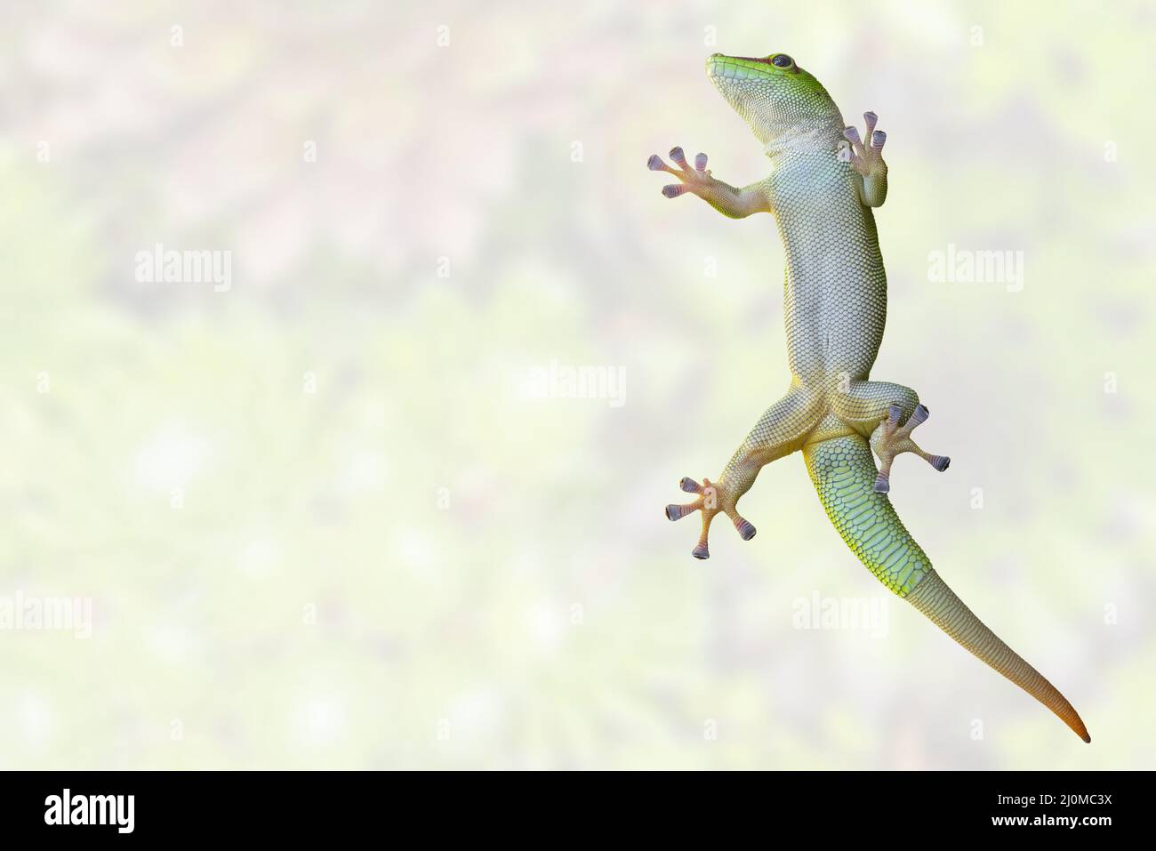 Green gecko lizard on glass on a white background. Pet in the terrarium. Stock Photo