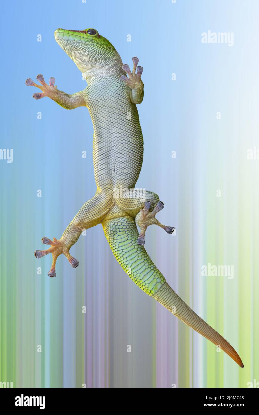 Green gecko lizard on glass on a white background. Stock Photo