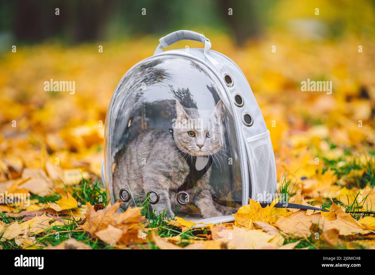 Cat porthole backpack cheap