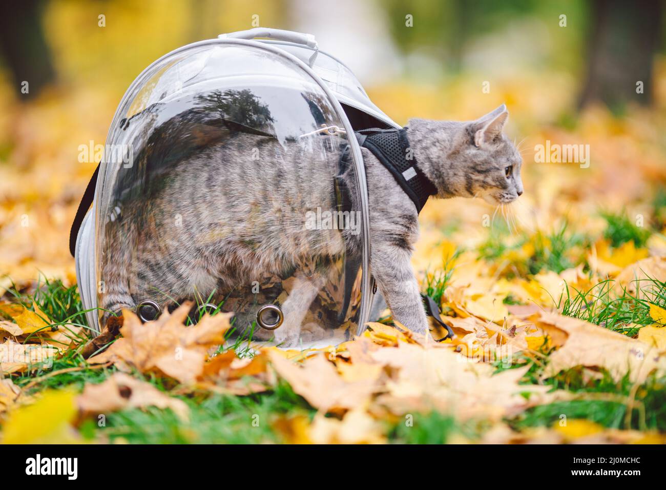 Gray cat in a transparent backpack carrying in autumn park in yellow leaves. Traveling with pets concept. Animal care, pets them Stock Photo