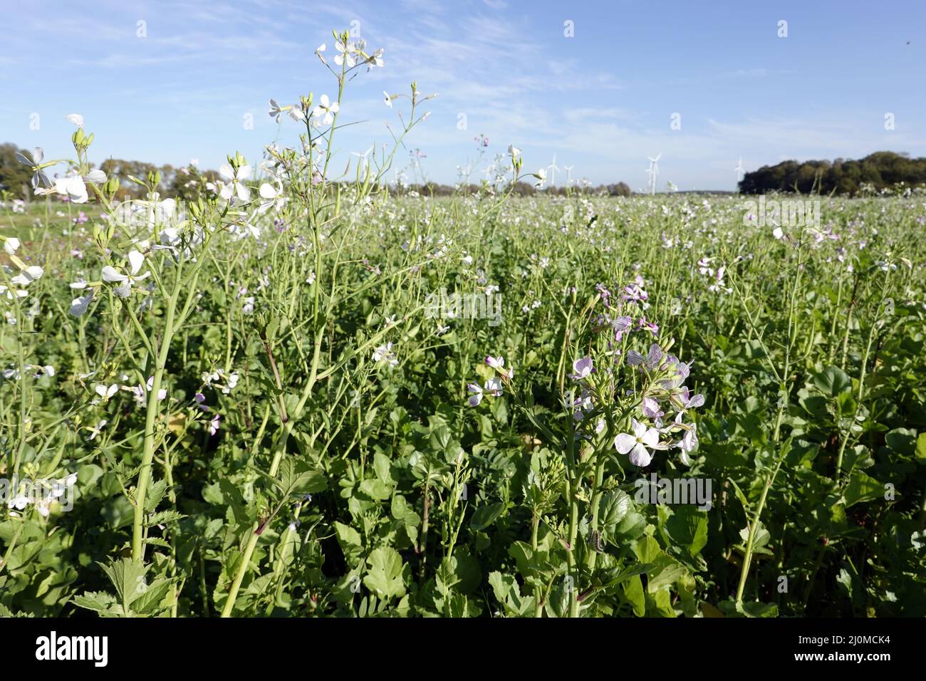 Field with oil radish (Raphanus sativus var. oleiformis) Stock Photo