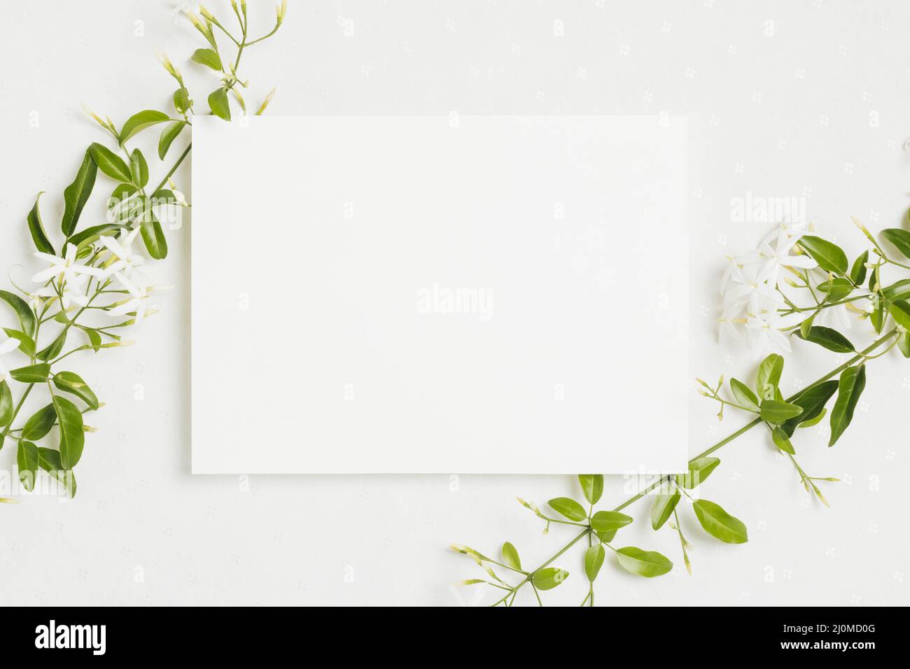 Jasminum auriculatum flower twig with wedding card on white background Stock Photo