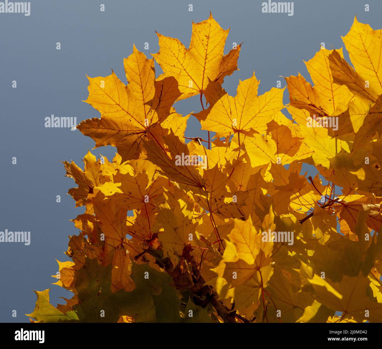 Golden Maple leaves in autumn. Yellow Acer leaf in Fall. Close up. Detail. Stock Photo