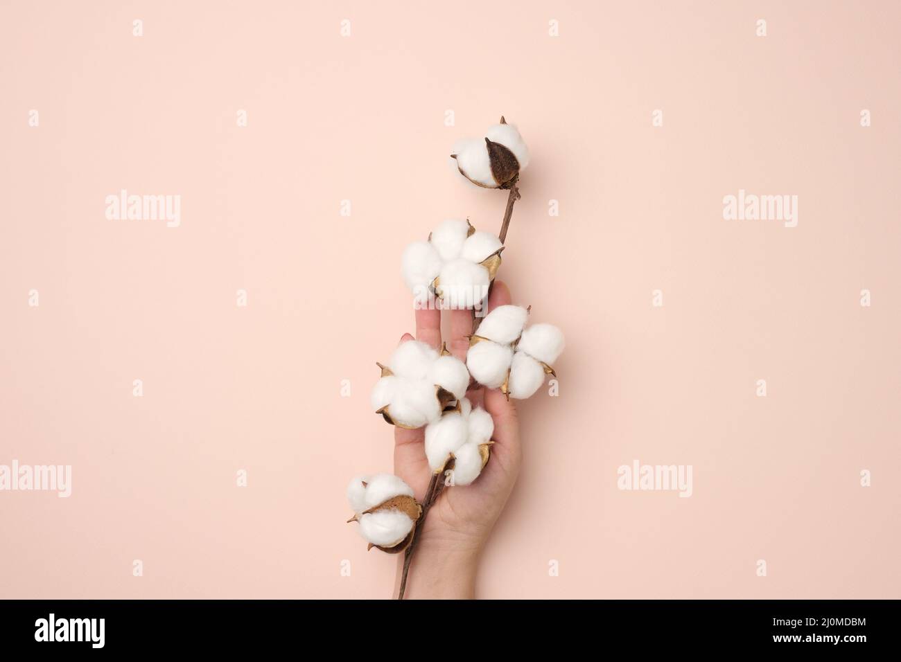 Female hand holding a twig with cotton flowers on a beige background, Stock Photo