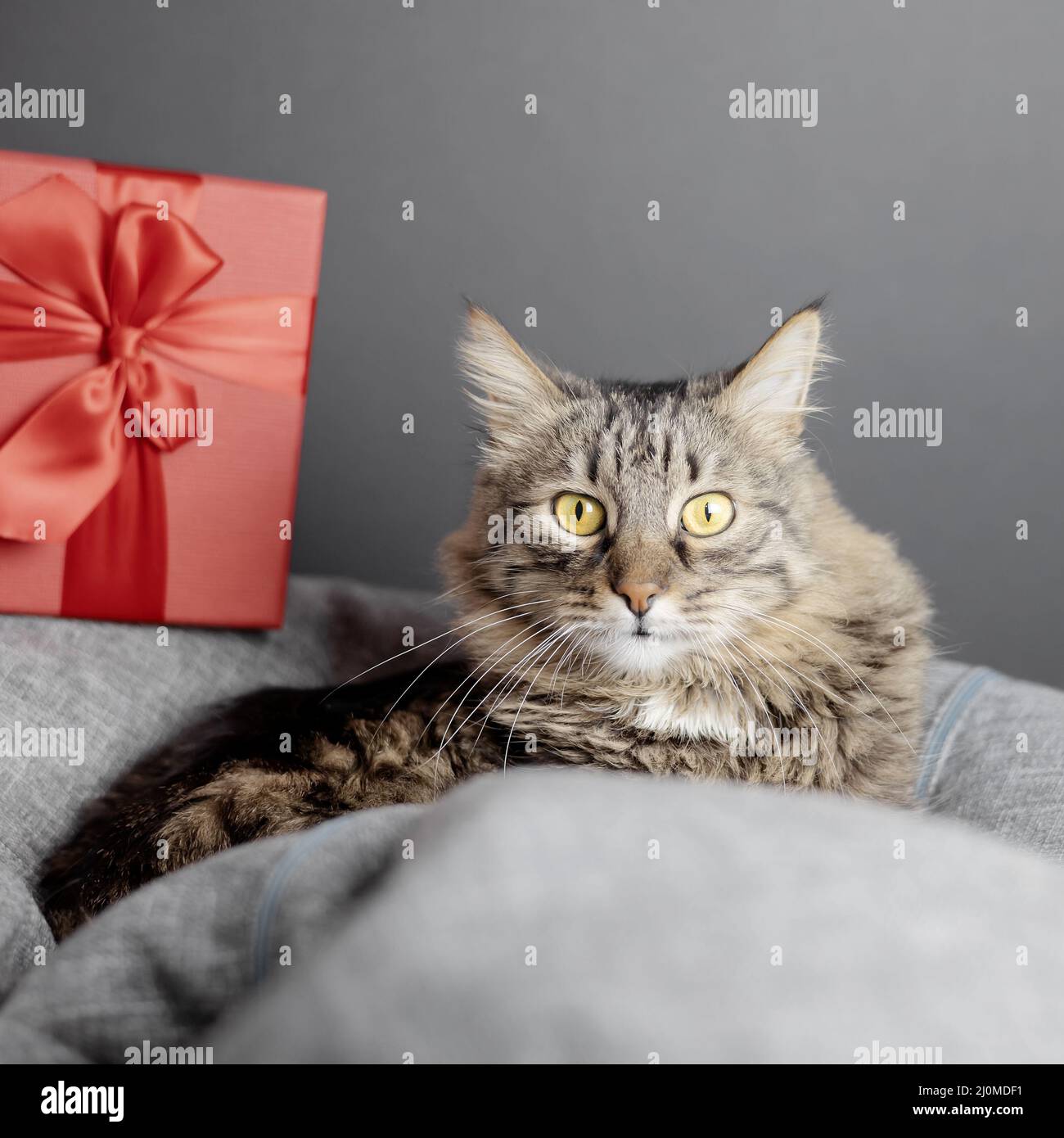A cute domestic cat lies on a beanbag chair and looks directly against the background of a red gift box. Focus on the cat's face Stock Photo