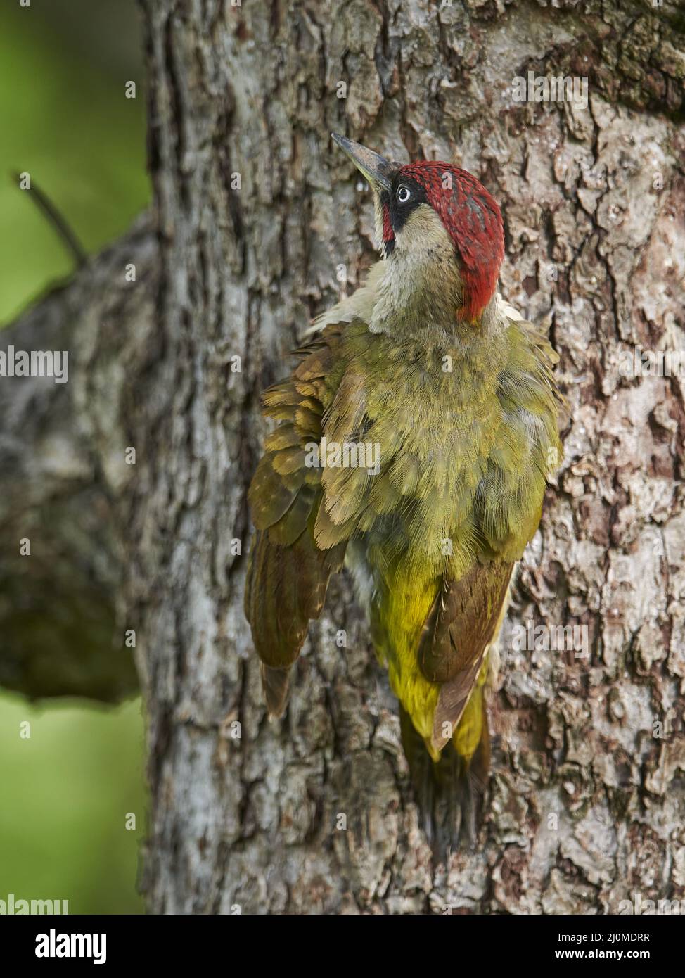 Green Woodpecker Stock Photo
