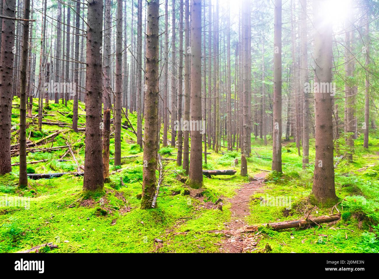 Green forest with mist Stock Photo