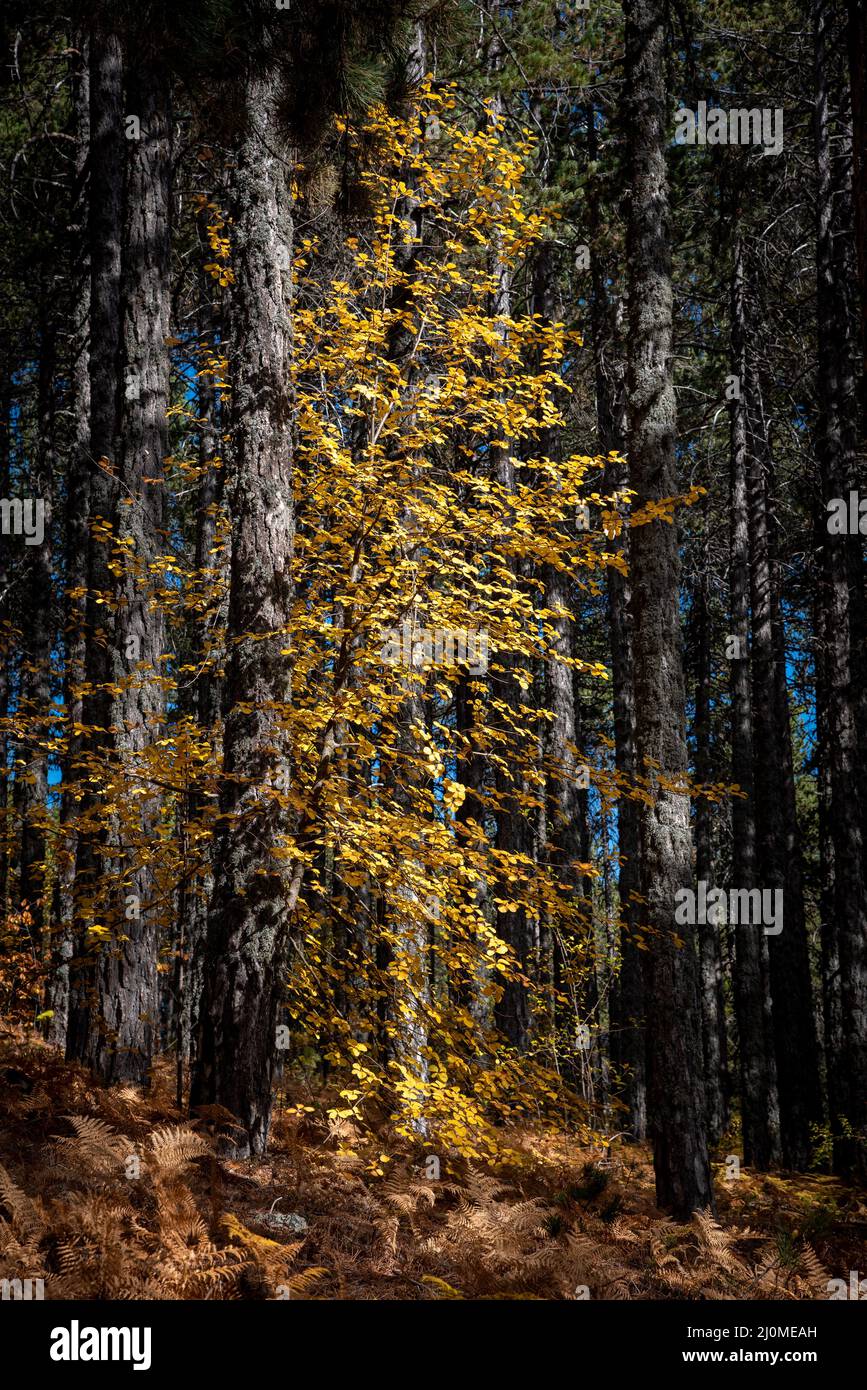 Maple tree with bright yellow falling leaves in autumn Stock Photo - Alamy