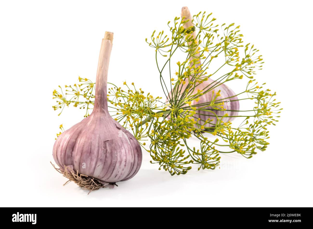 Garlic and a sprig of dill on a white background with soft shadow Stock Photo