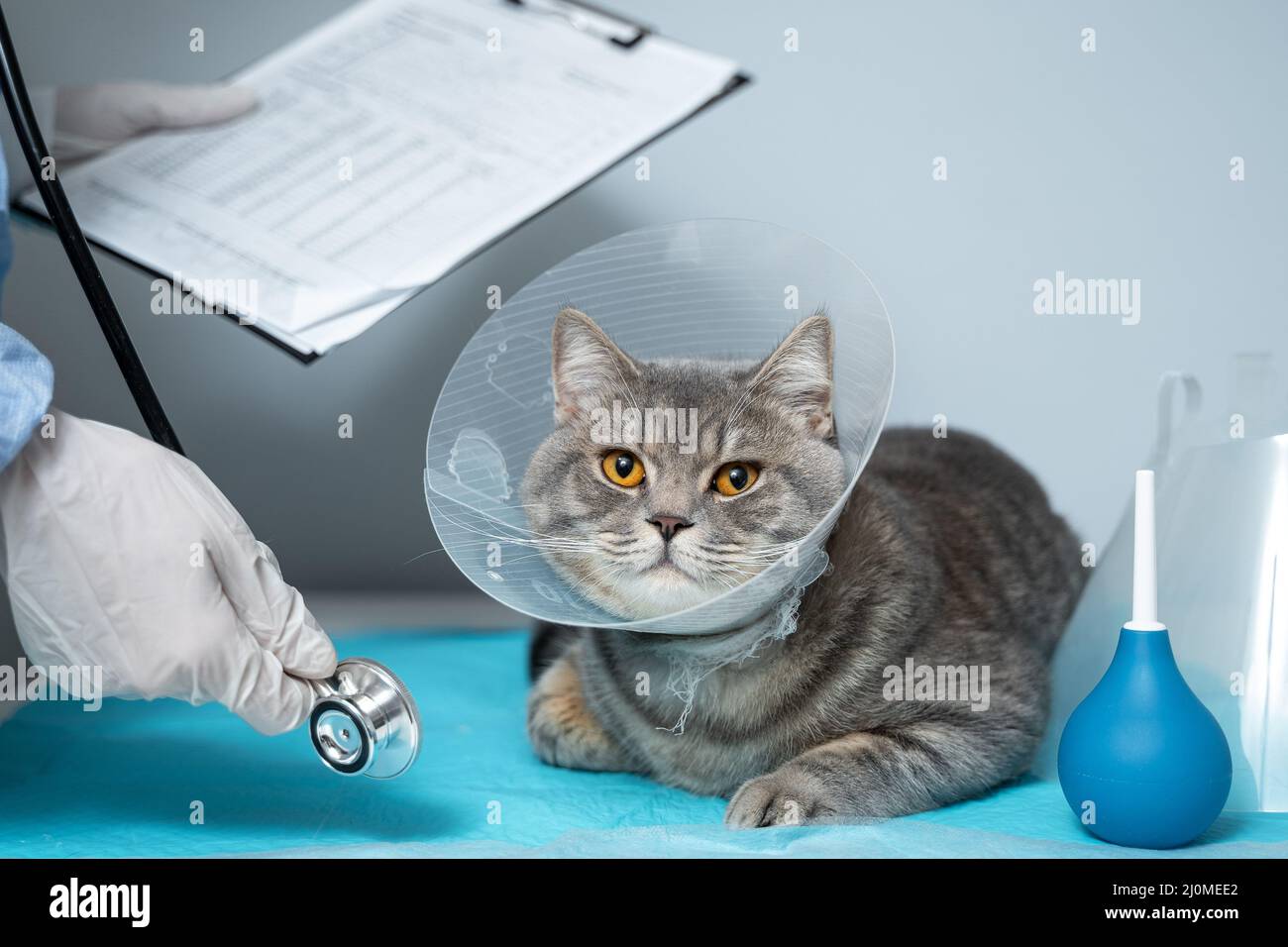 Close up of cat with an Elizabethan veterinary collar on veterinary examination table. Woman doctor in medical uniform with whit Stock Photo