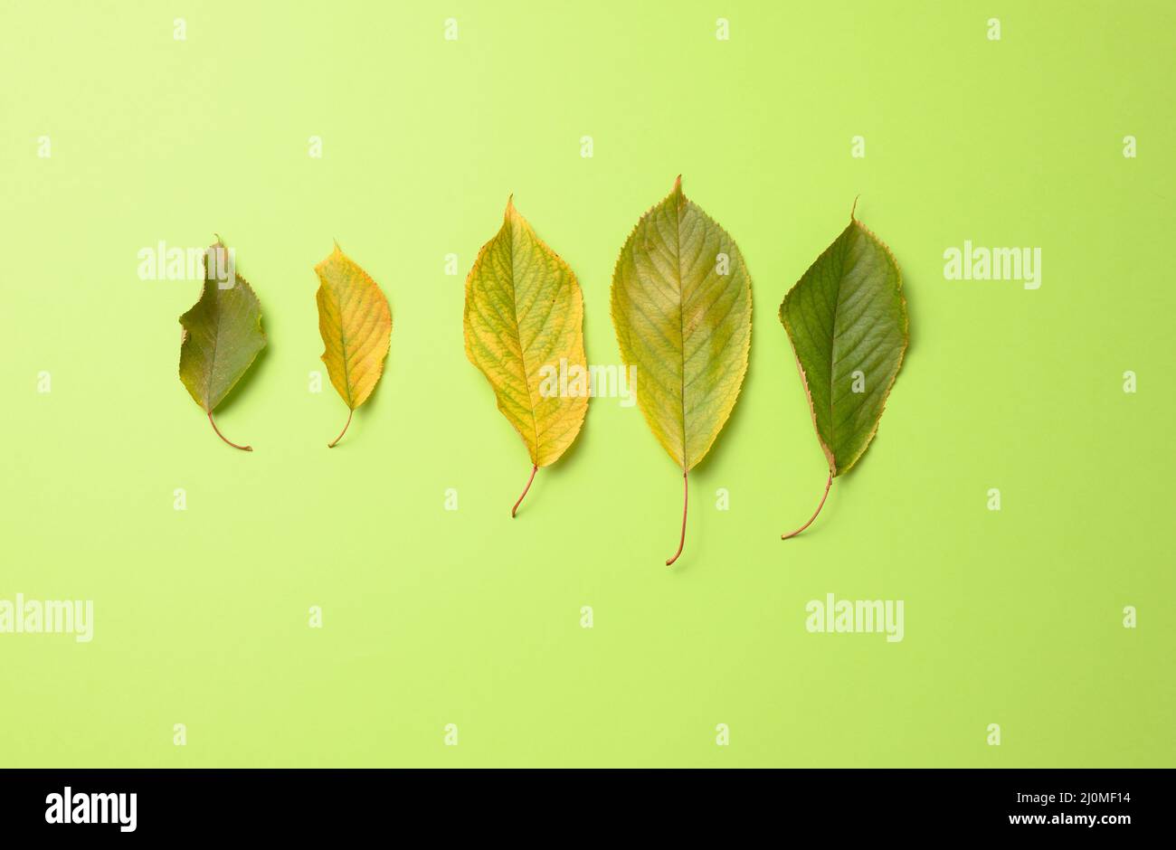 Green and yellow cherry leaves on a green background, top view Stock Photo