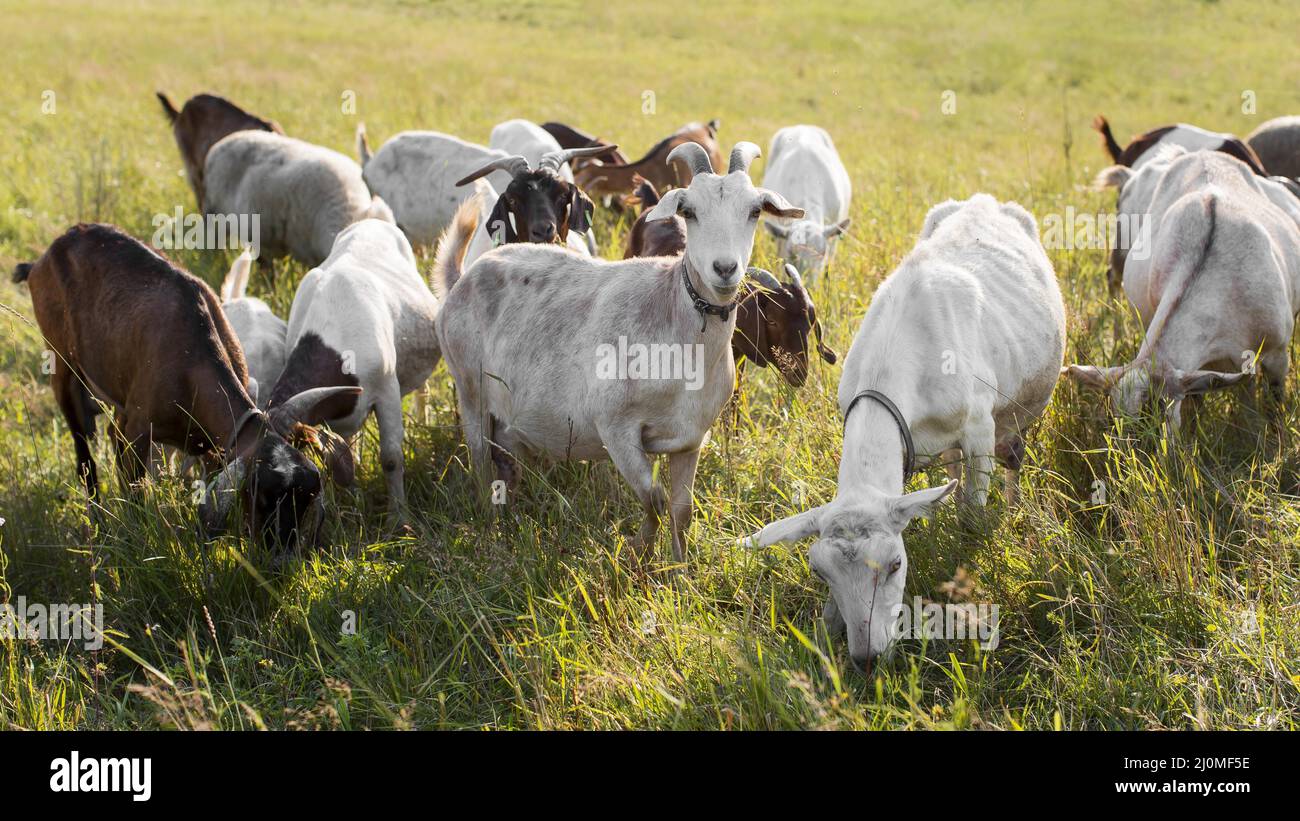 Goats on land with grass Stock Photo