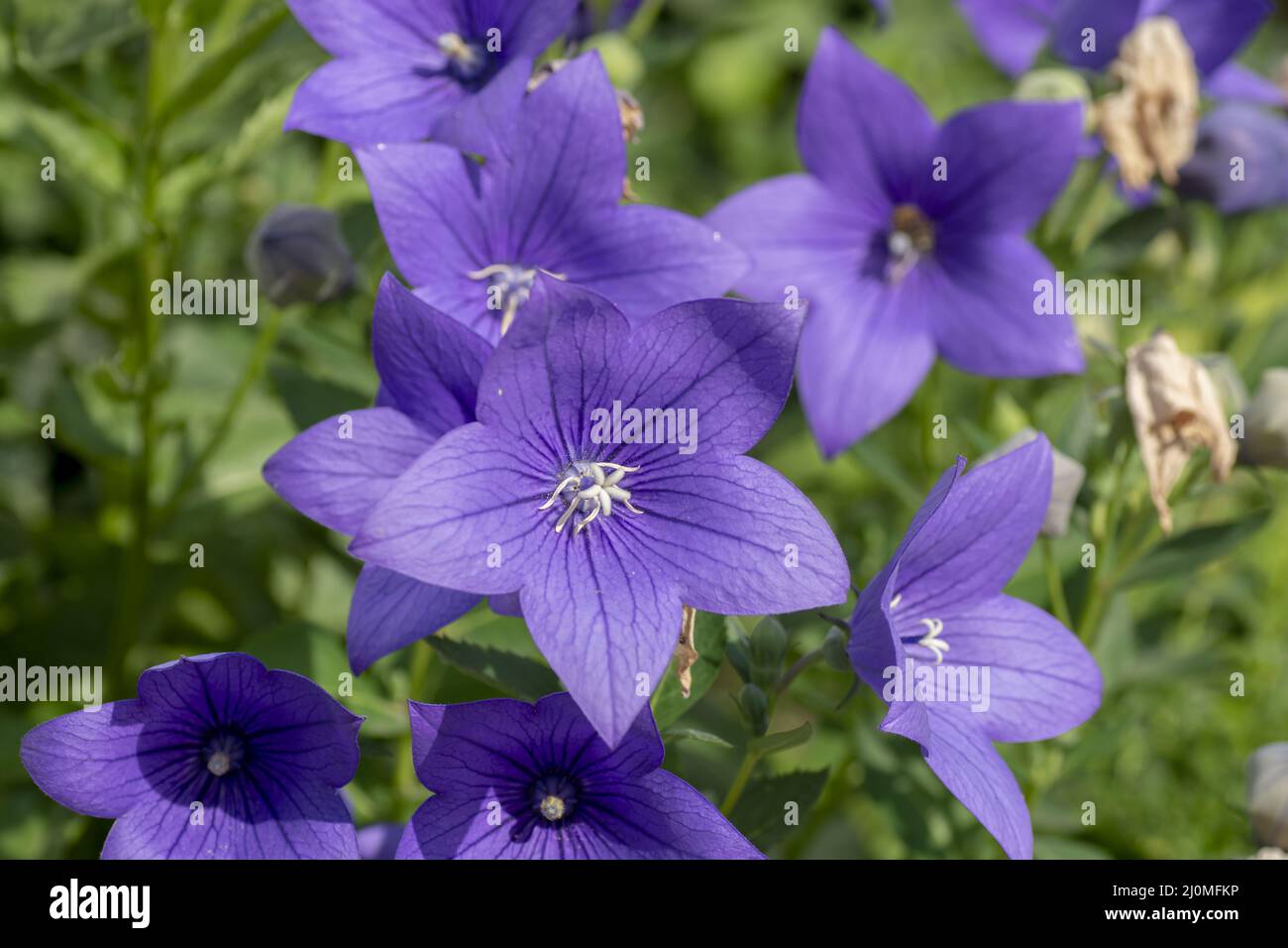 Chinese bellflower (Platycodon grandiflorus) flowering in the garden. Platycodon flowers. Close up. Detail. Stock Photo