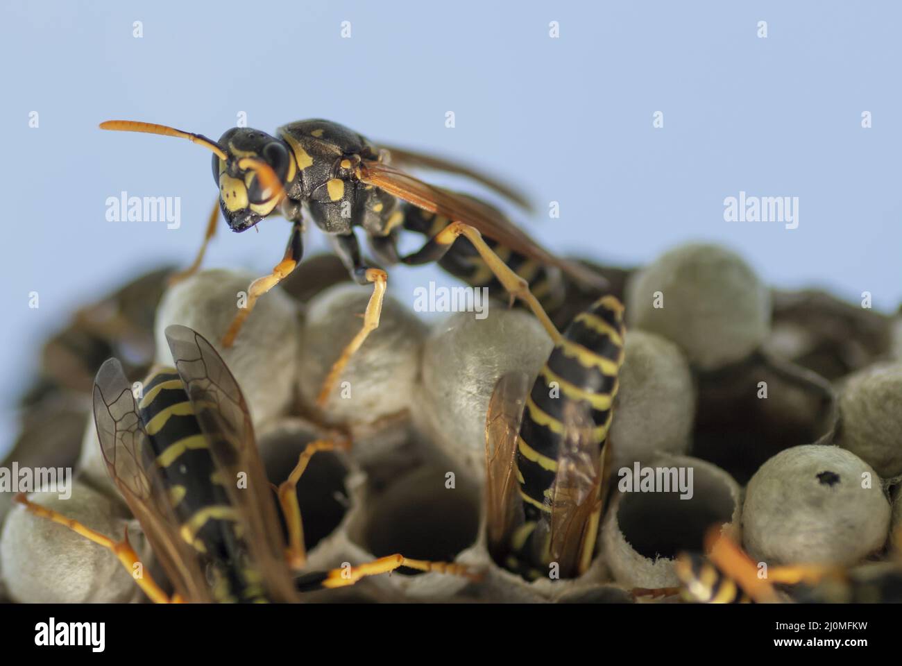 European wasp (Vespula germanica) building a nest to start a new colony in the greenhouse. Stock Photo