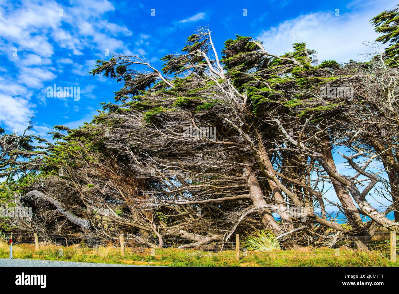 Trees growing under a gale. South Island Stock Photo