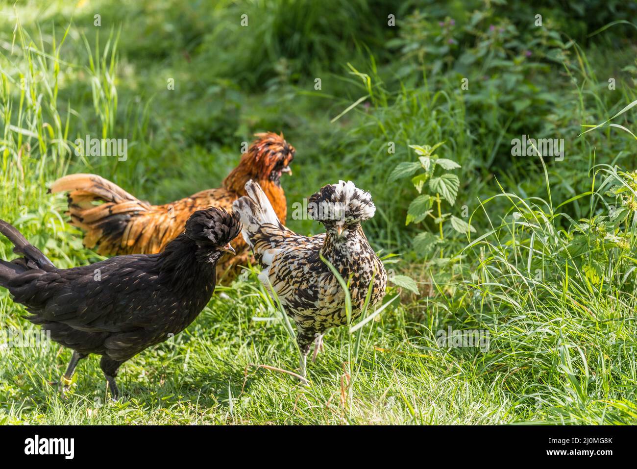 Silk hen - free range chickens on the farm Stock Photo