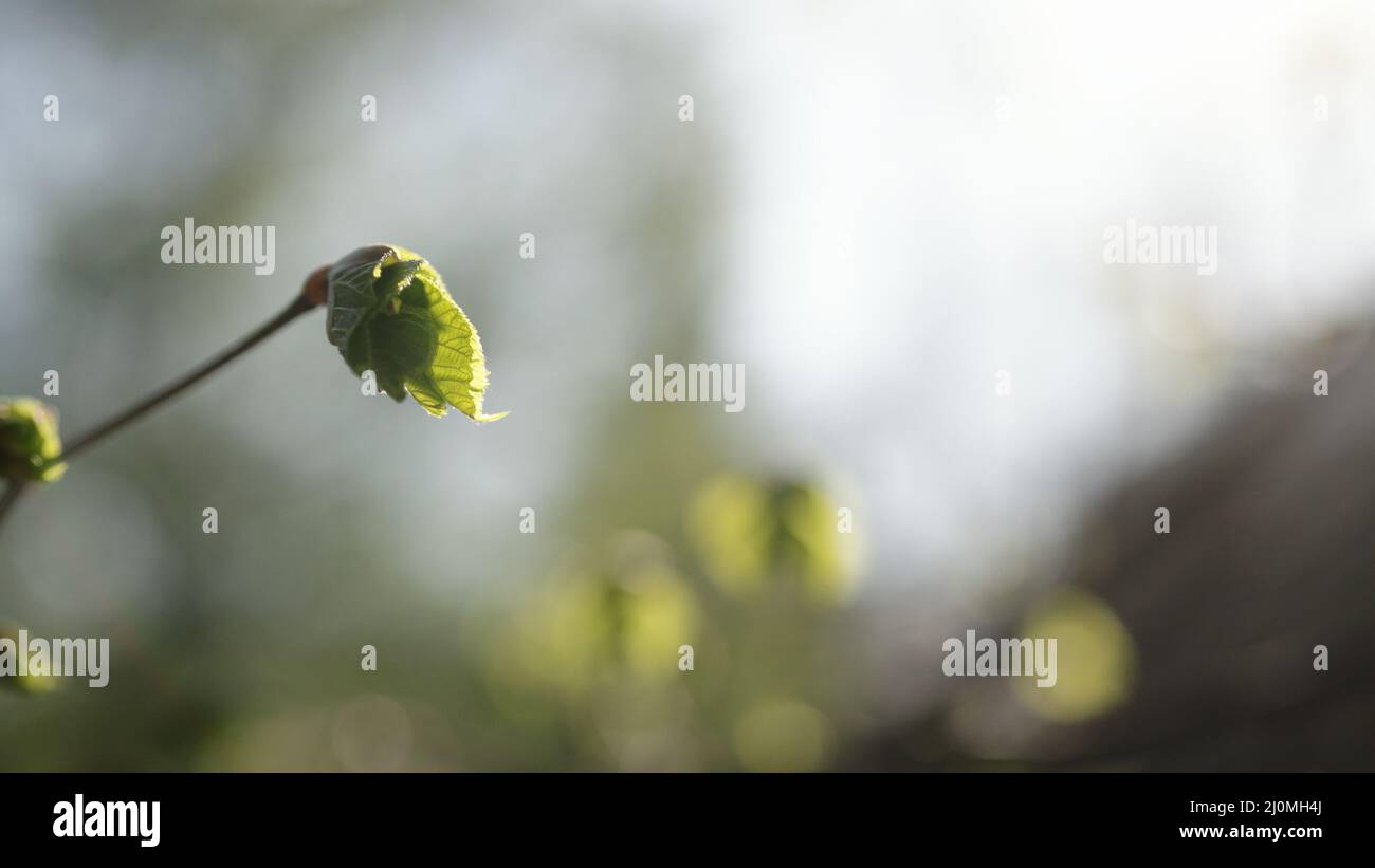 fresh young leaves on linden tree branch, wide photo Stock Photo