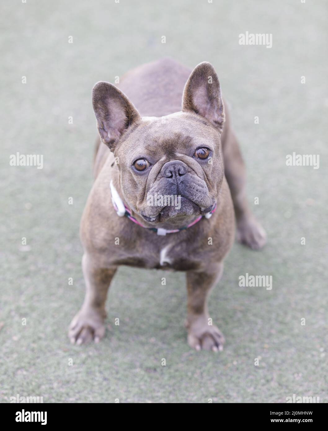 Reverse best sale brindle frenchie