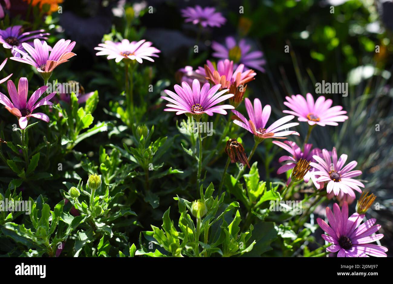 Osteospermum known as the daisybush or African daisy Stock Photo