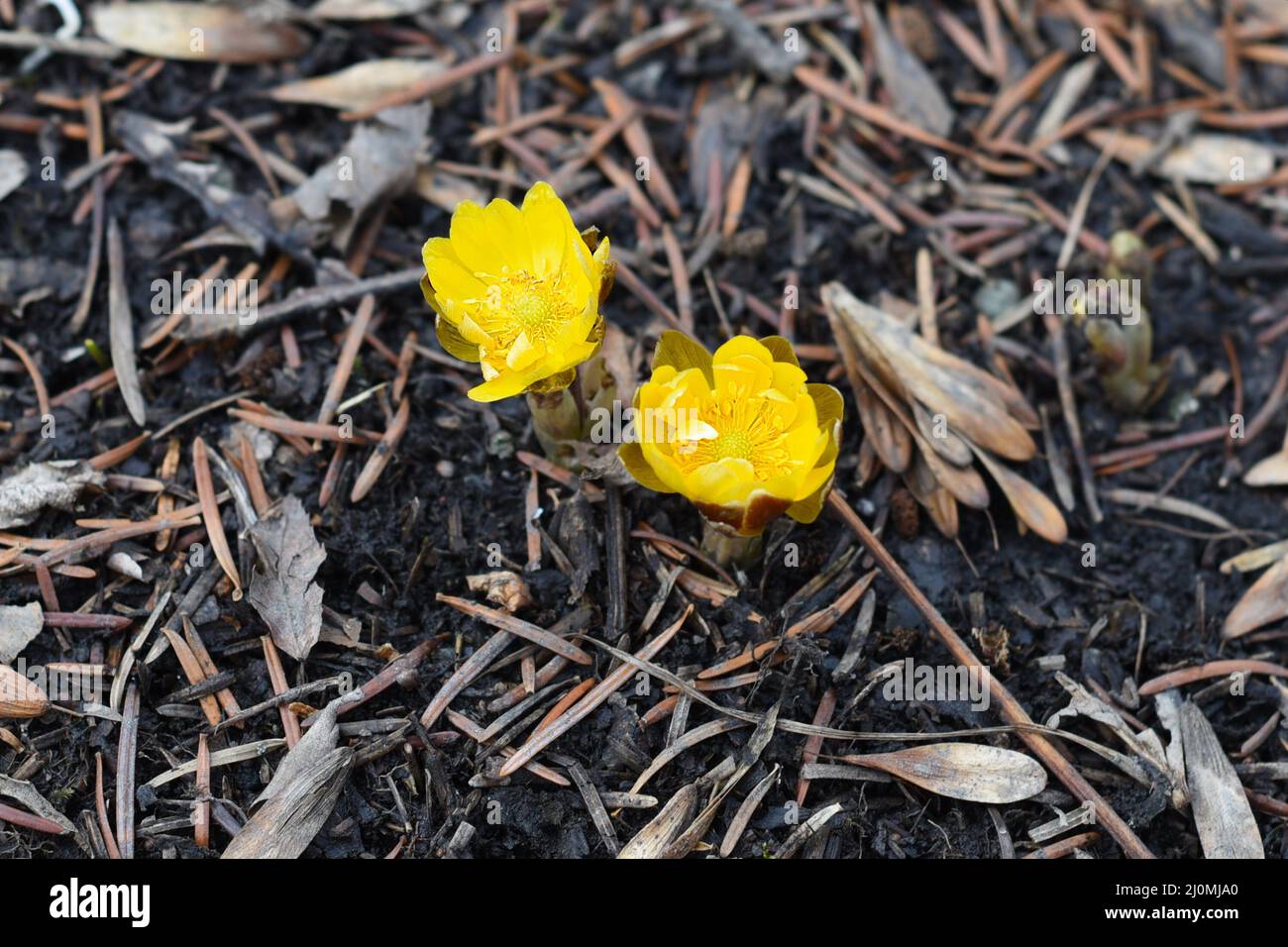 Adonis amurensis commonly known as Amur adonis and pheasant's eye Stock Photo