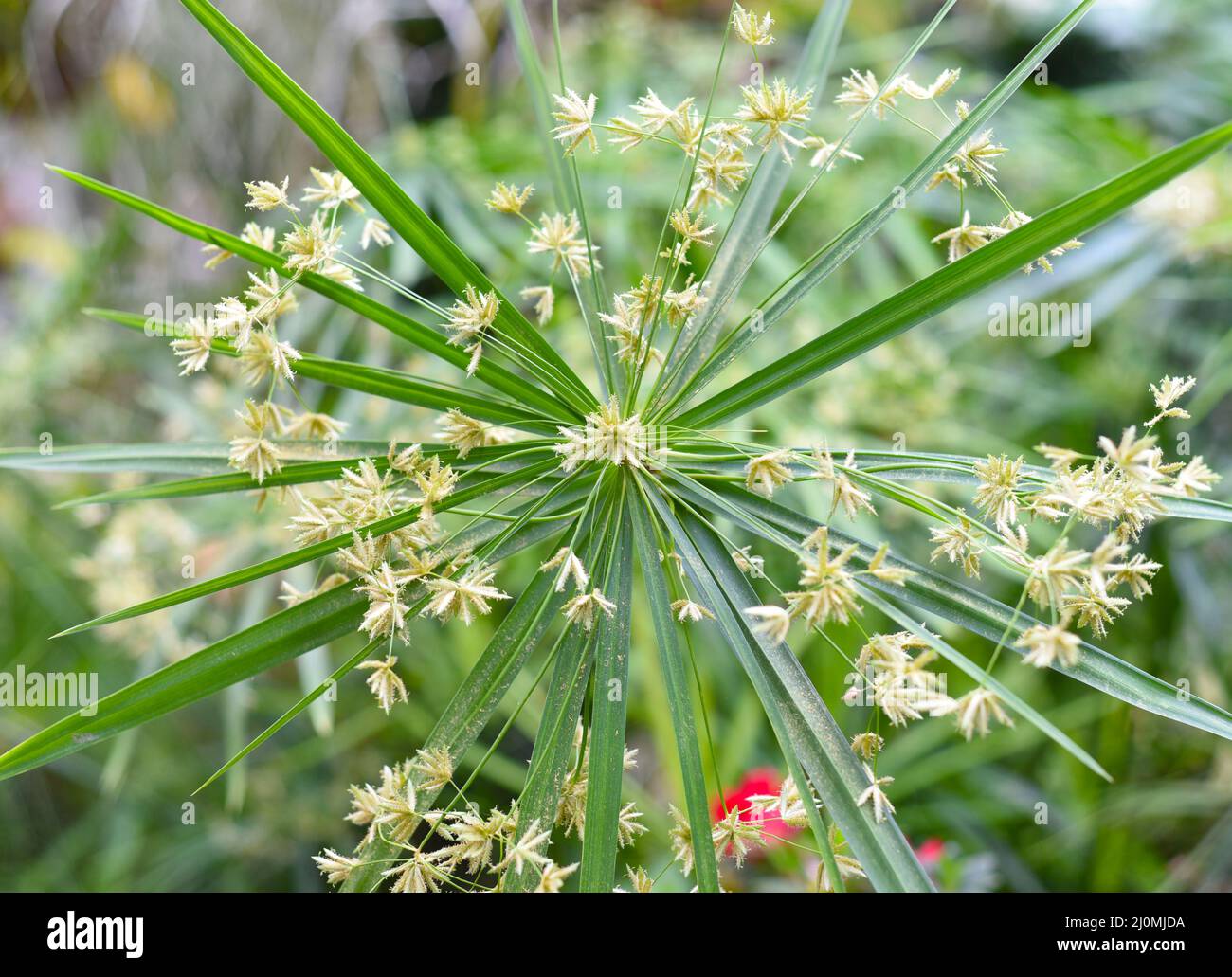 Cyperus croceus plant growing in Asia close up Stock Photo