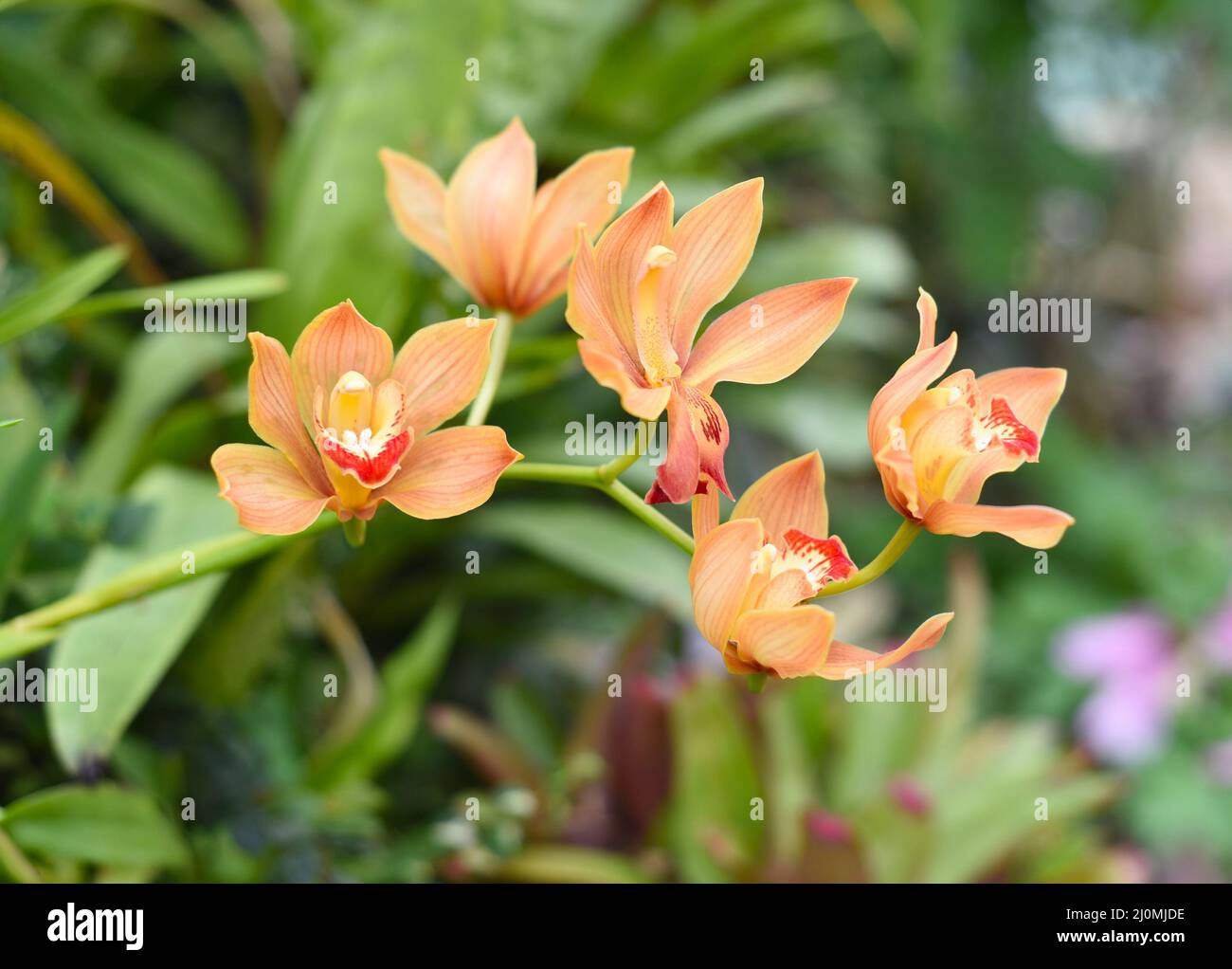 Cymbidium orchid flowers close up Stock Photo