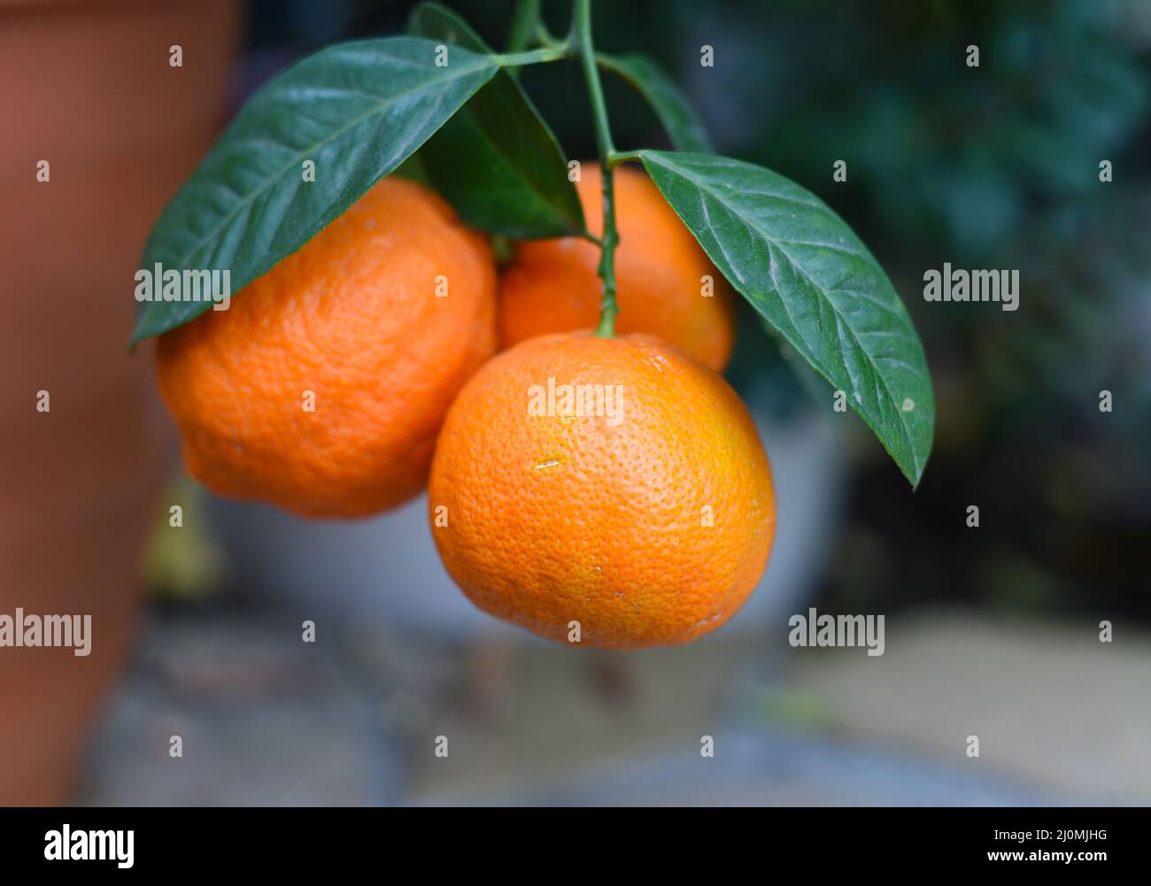 Citrus aurantium fruit close up Stock Photo