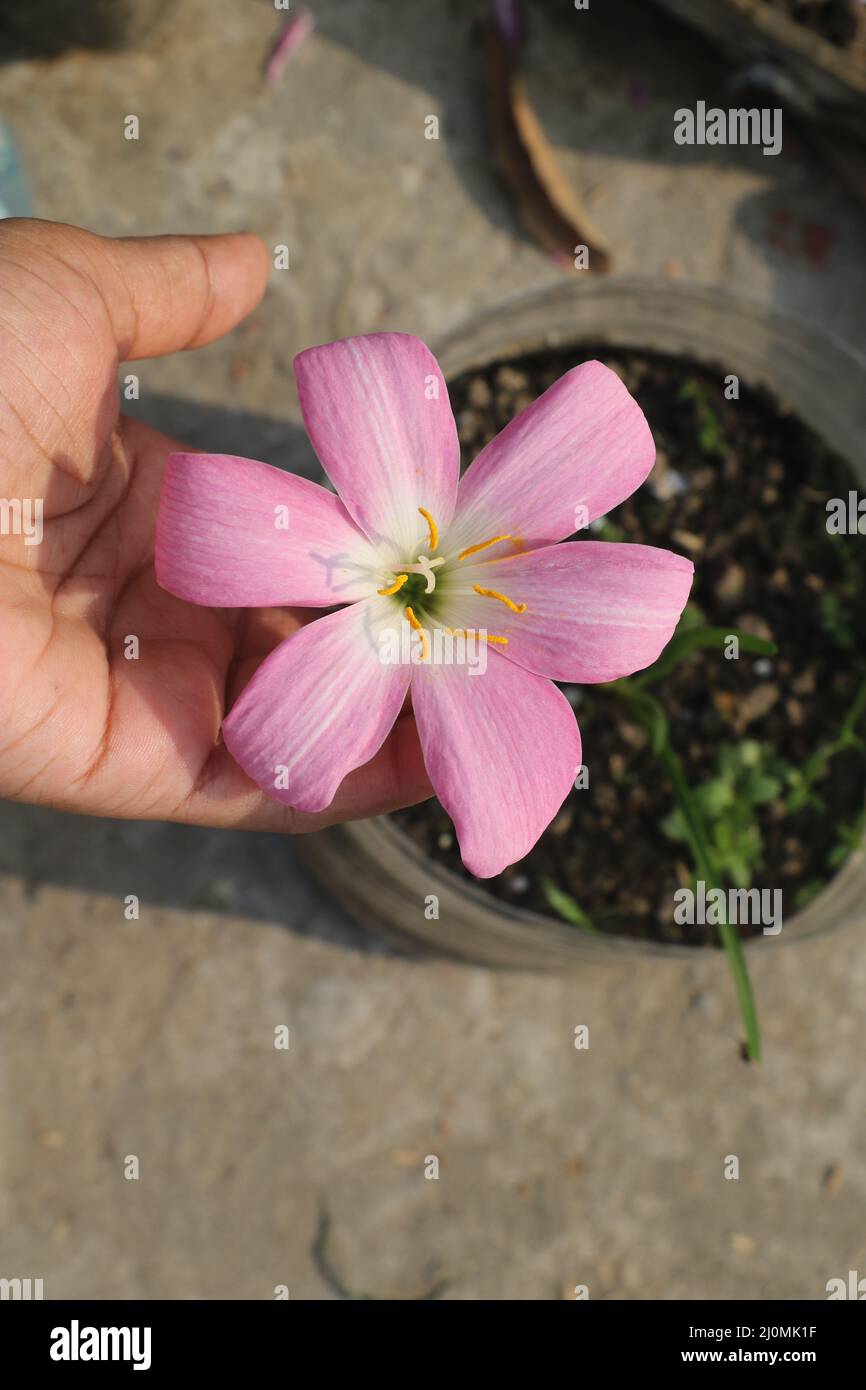 This is one kind of giant rain lily with beautiful sweet pink ,white and yellow color combination . This lily is Zephyranthes Species  . Stock Photo