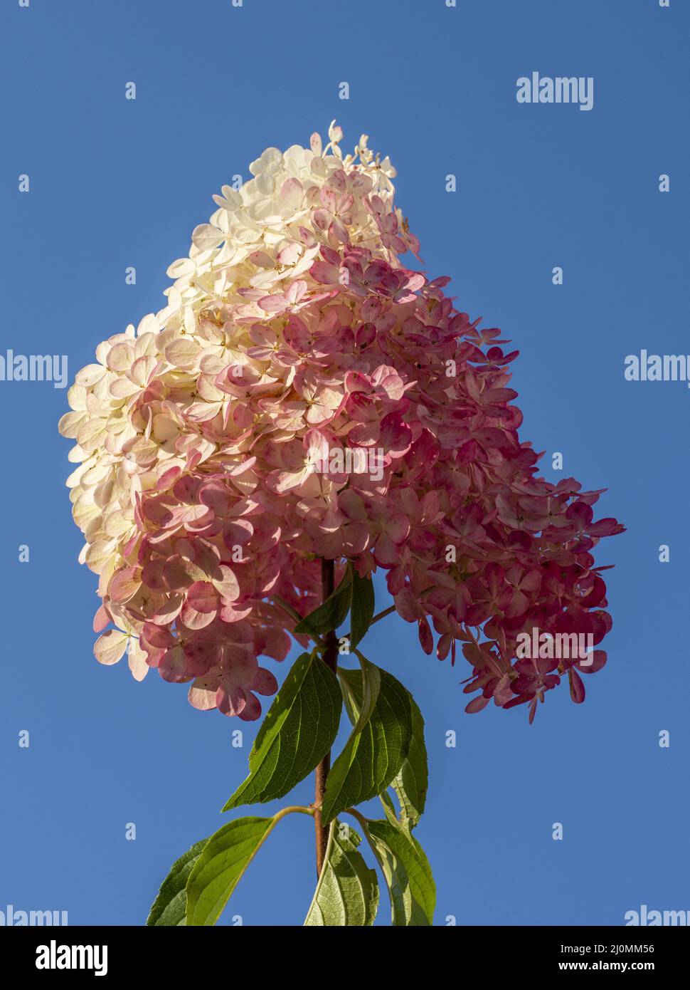 Blooming Hydrangea paniculata Grandiflora. Pink and white flowers of ...