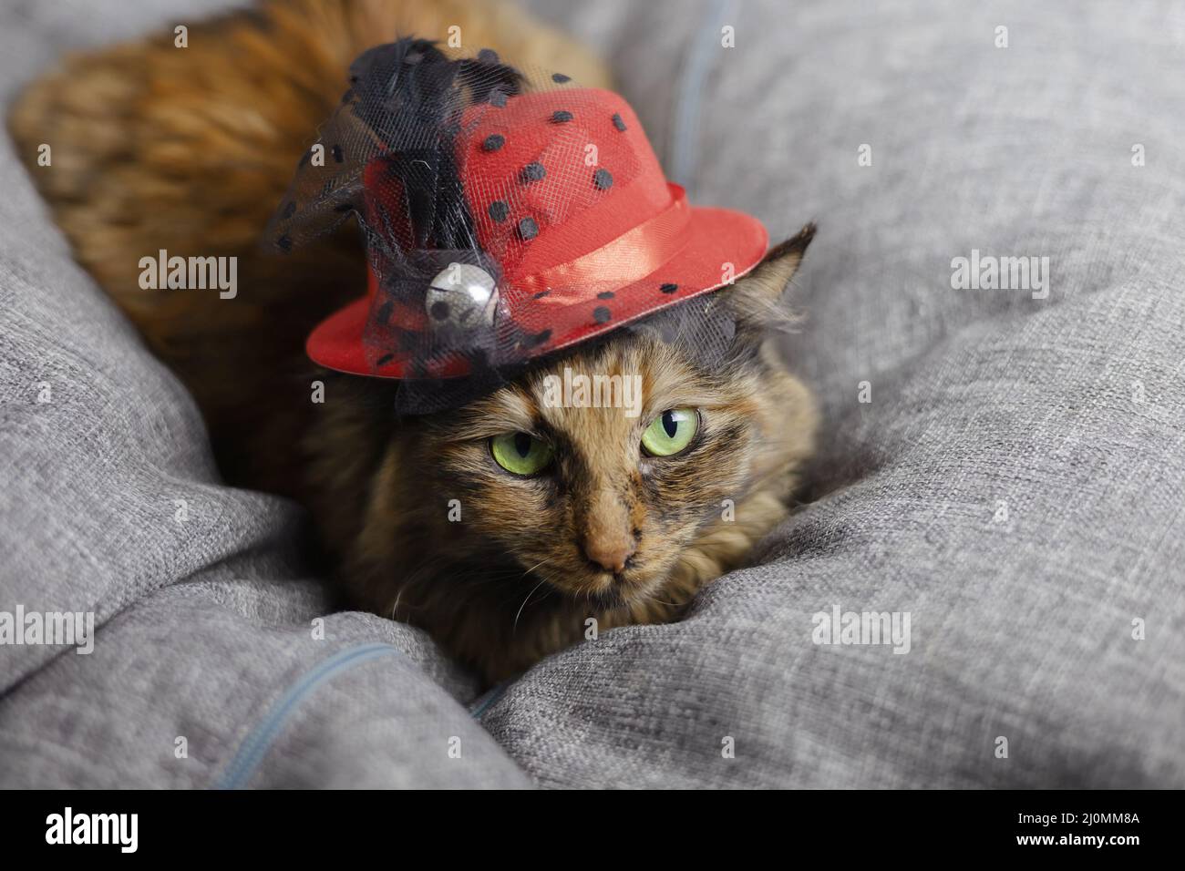 A beautiful lady cat in a red retro hat lies on a gray soft armchair. Focus on the cat's face and eyes Stock Photo